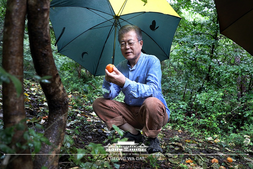 문재인 대통령이 29일 오전 경남 양산시 사저 뒷산에서 산책을 하고 있다. 