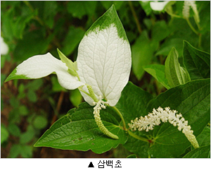 이미지 대체 내용을 작성합니다.