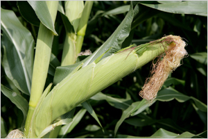 이미지 대체 내용을 작성합니다.