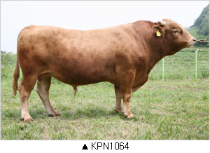 이미지 대체 내용을 작성합니다.