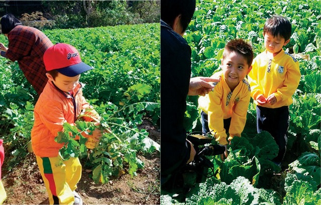 무뽑기, 배추뽑기