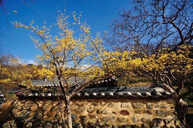 산수유축제