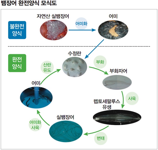 뱀장어 완전양식 모식도