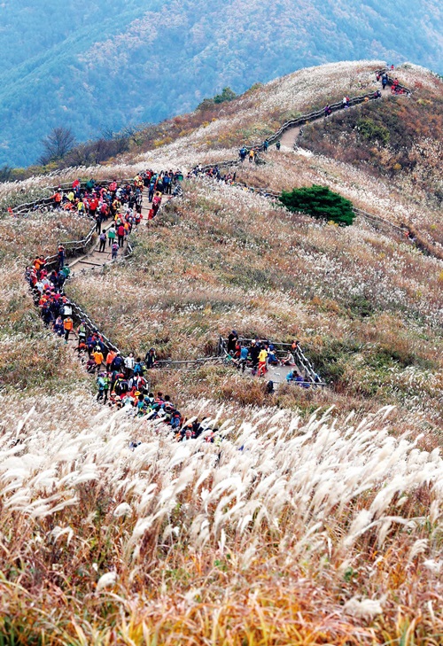 정선군 민둥산