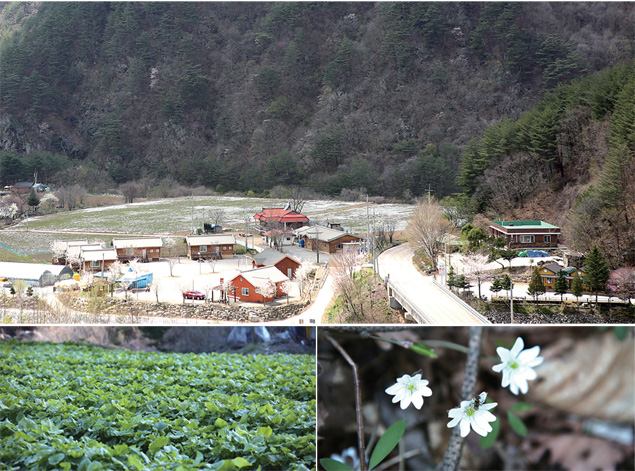 홍천 살둔마을의 봄