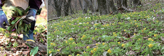 얼레지 나물과 한계령풀 군락지