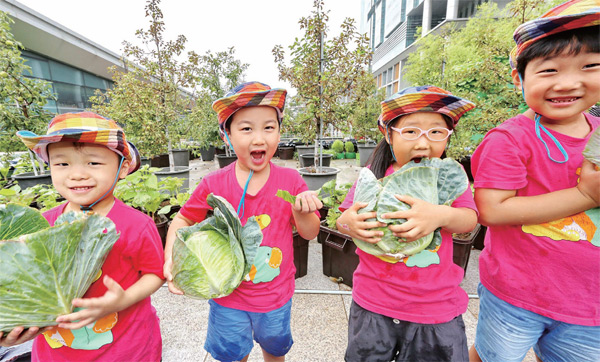 서울 금천구 금천구청 옥상 텃밭에서 어린이집 어린이들이 양배추 수확 체험을 하고 있다.
