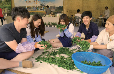 보성다향축제를 찾은 관광객들이 직접 딴 찻잎을 손질하며 환하게 웃고 있다.