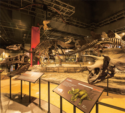 새로 개관한 자연사관의 중생대 공룡 뼈 화석 모형