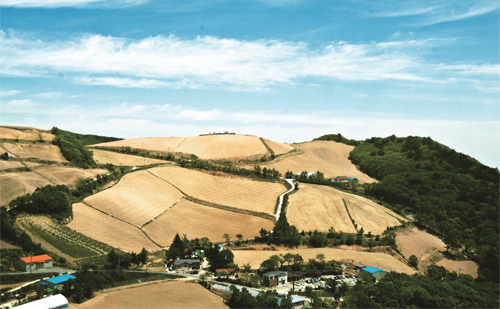 국내 최대의 고랭지 채소 생산지인 안반덕