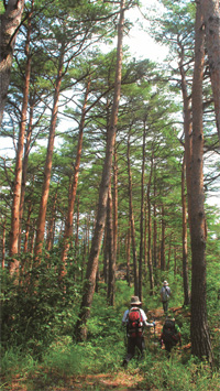 배나드리마을로 가는 길에 있는 소나무