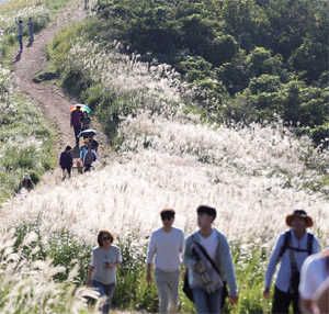 제주시 애월의 새별오름 억새길