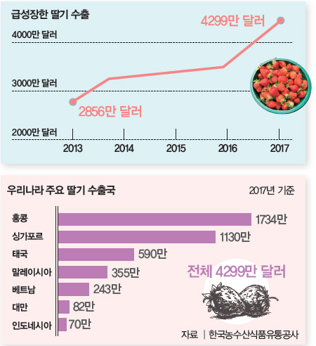 급성장한 딸기 수출