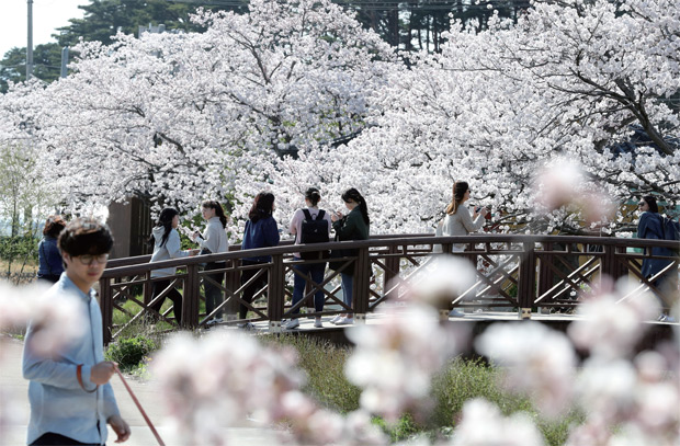 벚꽃이 만개한 경포호에서 봄을 만끽하는 관광객