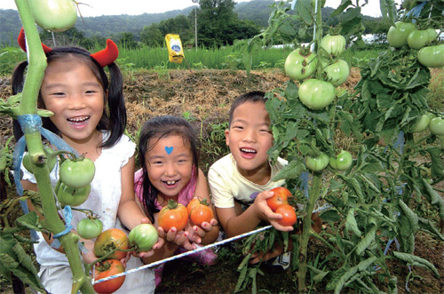 대전 산서초등학교 1학년 학생들이 학교 텃밭에서 붉게 익어가는 토마토를 보며 즐거워하고 있다.
