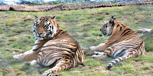 방사훈련을 마친 백두산 호랑이 '한청'이와 '우리' 방사훈련을 마친 백두산 호랑이 '한청'이와 '우리'
