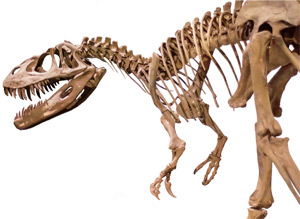 공룡 티라노사우르스의 화석
