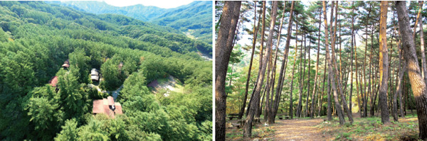 산림청은 7월 1일부터 산음자연휴양림(오른쪽)과 검마산자연휴양림(왼쪽) 등 2곳을 반려견과 동반 입장·숙박할 수 있도록 허용했다.
