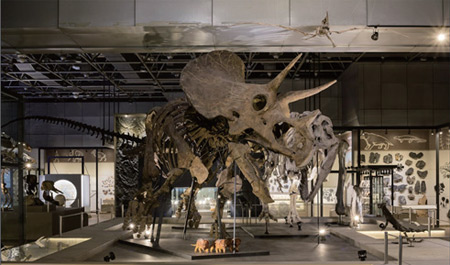 국립중앙과학관 자연사관에서 백악기 후기의 초식공룡 트리케라톱스를 전시하고 있다.