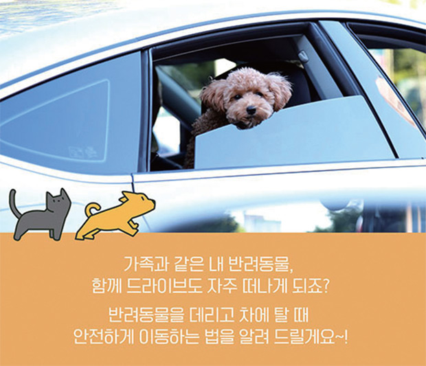 반려동물과 함께 안전한 드라이브 하는 법