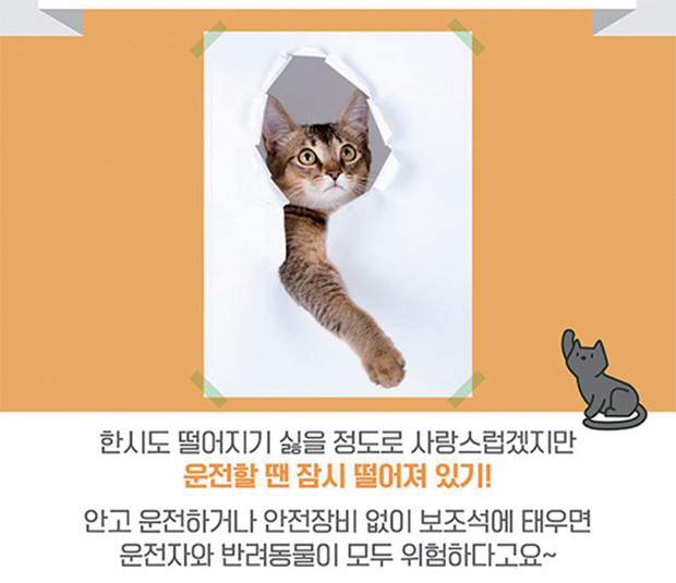 반려동물과 함께 안전한 드라이브 하는 법