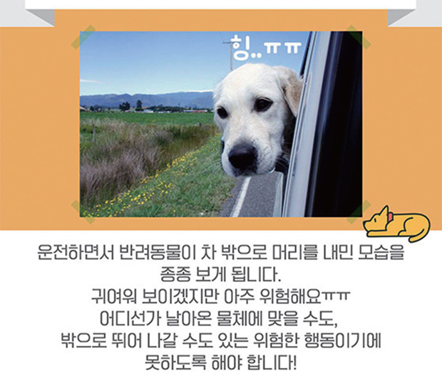 반려동물과 함께 안전한 드라이브 하는 법
