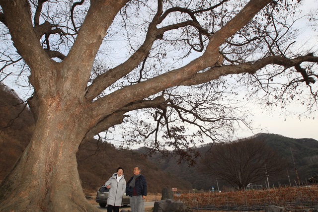 김용택시인느티나무