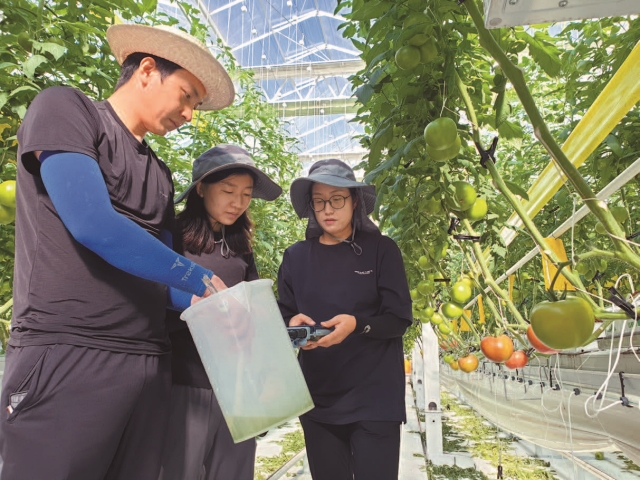 보육온실에서 &lsquo;볼 빨간 토마토&rsquo;조의 (왼쪽부터)김영록&middot;권영은&middot;옥수연 씨가 토마토 배액의 산도(pH)를 측정하고 있다. 