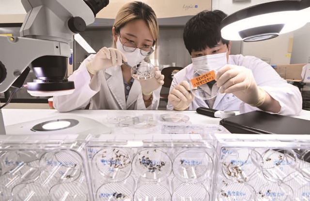 연구진이 모기 등을 통해 전파되는 매개 질병을 예방하기 위해 실험을 하고 있다. 사진 뉴시스