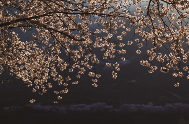 역광에 비친 벚꽃은 또 다른 매력을 보여준다.