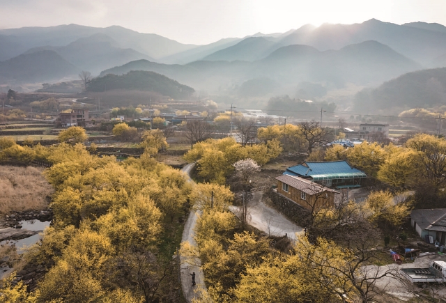 노란 물감을 뿌려놓은 듯한 구례 산동면 반석마을의 산수유 풍경