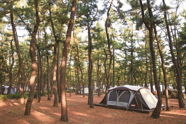 강릉 연곡해변의 솔향기캠핑장은 솔숲에서 바다를 즐길 수 있는 곳으로 유명하다.