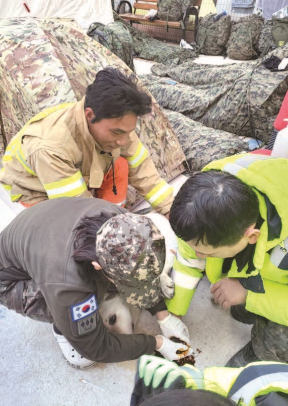 튀르키예에서 구조 활동을 하던 토백이 발바닥에 상처를 입어 소독하고 있다 사진 김철현 소방위 제공