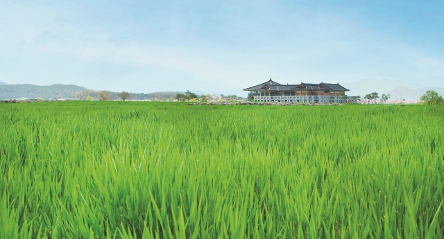 경주 분황사와 황룡사지 일대에 펼쳐진 청보리밭, 5월 초까지 초록빛 장관이 펼쳐진다. 사진 C영상미디어