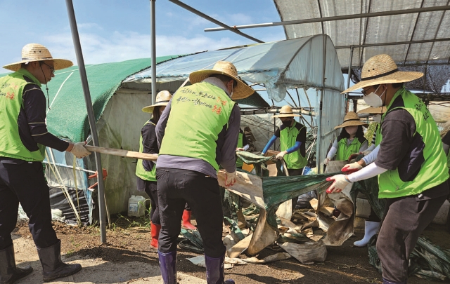 농림축산식품부 직원들이 7월 27일 전북 익산시 용안면의 한 피해농가에서 유입토사 정리, 자재 정리 등 피해복구 일손돕기를 벌이고 있다. 사진 뉴시스