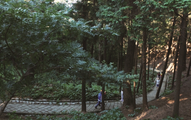 피톤치드 가득한 숲속 산책로. 