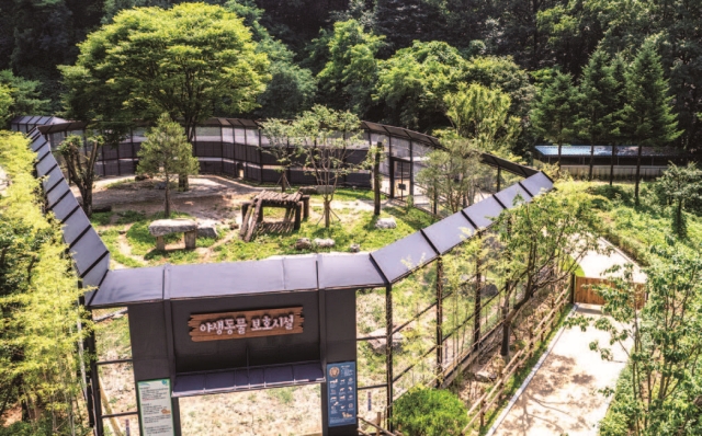 수사자 &lsquo;바람이&rsquo;가 청주동물원 야생동물보호시설 내 격리 방사장에서 휴식을 취하고 있다.