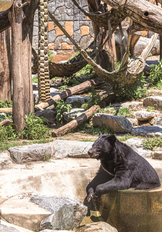 웅담 채취 목적으로 길러지다 구조된 반달가슴곰이 놀이터 옆 물웅덩이에서 더위를 식히고 있다. 사진 C영상미디어