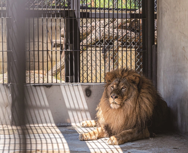 ‘바람이’는 비좁은 실내 동물원에서 7년을 갇혀 살다 7월 5일 이곳으로 옮겨왔다.