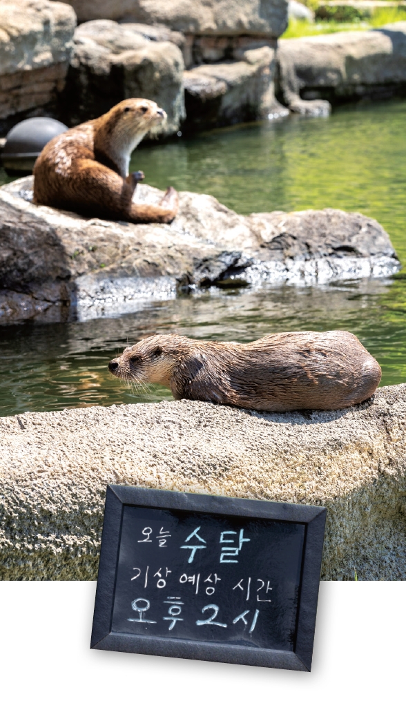 청주동물원에서는 동물이 스스로 방사장에 나올 때라야 그 모습을 볼 수 있다. 수달사 앞에는 수달의 기상 시간을 알려주는 안내문이 놓여 있다. 사진 C영상미디어
