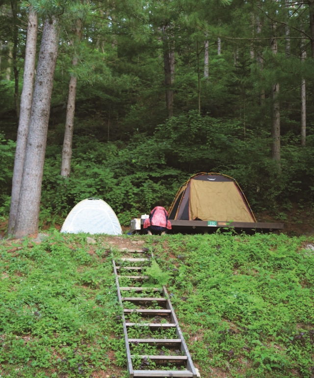 청옥산휴양림은 캠핑으로 특화된 곳이다.