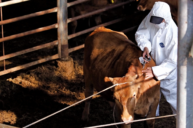 광주 북구의 한 축사에서 수의사가 소에게 럼피스킨병 긴급 백신 접종을 하고 있다. 사진제공 광주 북구