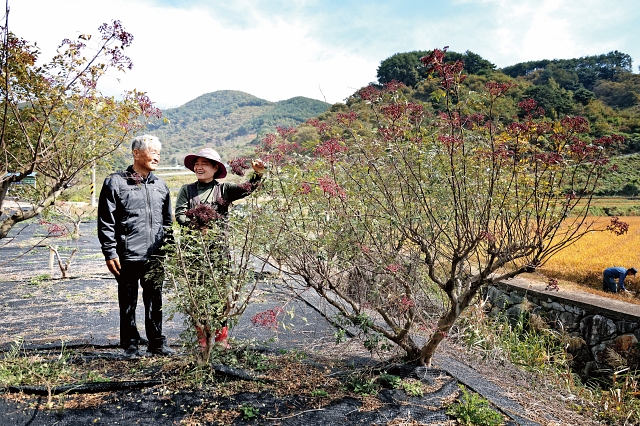 지리산 자락에서 30여 년째 산초나무를 재배한 한치복 지리산산초 대표와 아버지의 뒤를 잇는 딸 은정 씨가 산초농장을 둘러보고 있다. 사진 C영상미디어