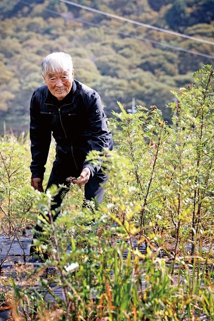 산초 묘목을 둘러보고 있는 한치복 지리산산초 대표와 그가 키은 산초나무. 사진 C영상미디어