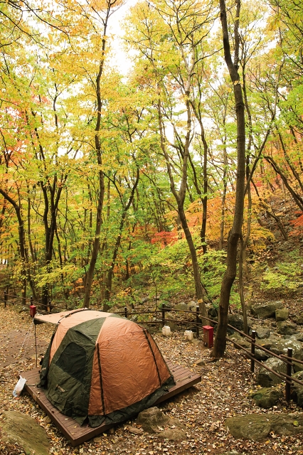 오서산자연휴양림 야영장이 가을 단풍으로 물들어가고 있다.
