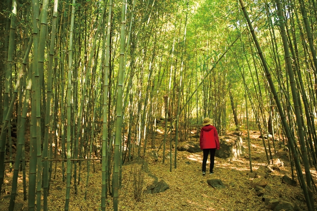오서산의 또 하나의 명물 대나무숲에서 각종 체험행사가 진행된다.