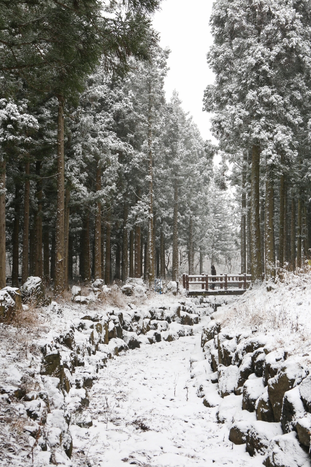 삼나무숲에 눈이 내리면 환상적인 겨울왕국이 된다. 아이들과 종일 눈밭에서 구르며 특별한 추억을 만들어도 좋다.