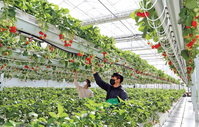 경남 스마트팜 혁신밸리 내 교육형 온실에서 딸기를 수확하는 청년농부들. 사진 뉴시스