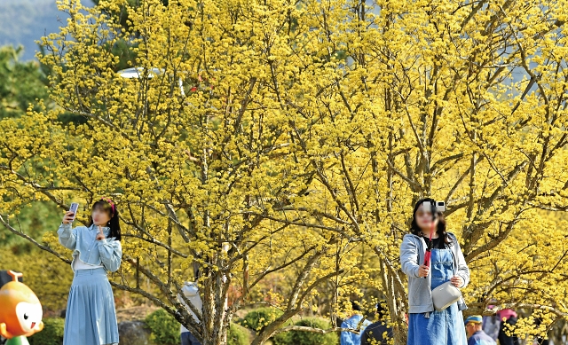 2023년 3월 전남 구례군 산동면에서 열린 ‘구례산수유 꽃축제’에서 상춘객들이 나들이를 즐기고 있다. 사진 뉴시스