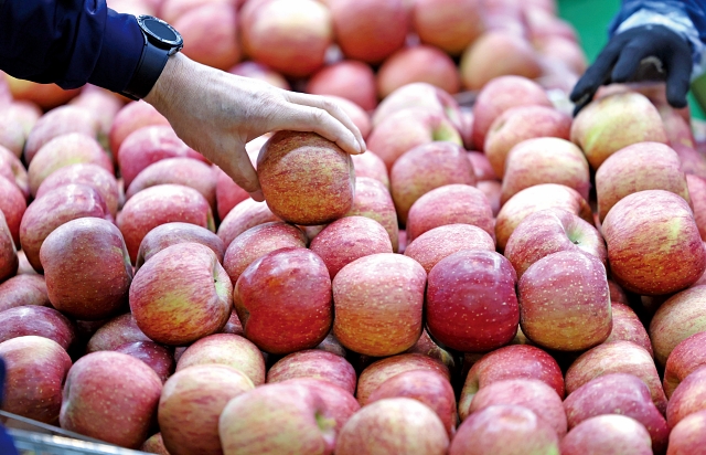 3월 24일 서울 시내 한 대형마트에서 시민이 사과를 구입하고 있다. 사진 뉴시스